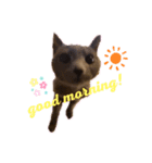 Poochin（個別スタンプ：4）