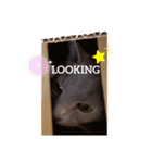 Poochin（個別スタンプ：6）