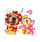 可愛くてキュートな犬のスタンプ（個別スタンプ：1）