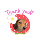 可愛くてキュートな犬のスタンプ（個別スタンプ：5）