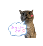 まめらむね（個別スタンプ：1）