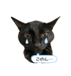 まめらむね（個別スタンプ：3）