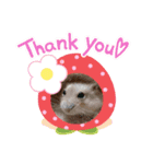 ハムスターくん（個別スタンプ：3）
