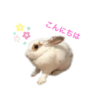 うさシロップ（個別スタンプ：2）