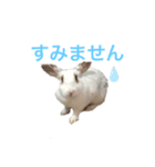 うさシロップ（個別スタンプ：6）