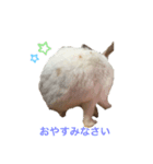 うさシロップ（個別スタンプ：7）