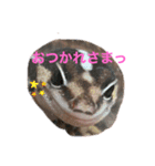 ニシアフのルビィちゃん（個別スタンプ：8）