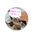ニシアフのルビィちゃん（個別スタンプ：10）