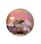 ニシアフのルビィちゃん（個別スタンプ：11）