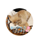 ななこななこ1（個別スタンプ：17）