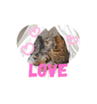 ベンガルキャットのロサ＆セラ♡（個別スタンプ：2）