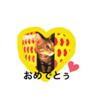 ベンガルキャットのロサ＆セラ♡（個別スタンプ：9）