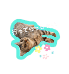 ベンガルキャットのロサ＆セラ♡（個別スタンプ：13）