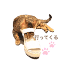 ベンガルキャットのロサ＆セラ♡（個別スタンプ：14）