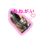 ベンガルキャットのロサ＆セラ♡（個別スタンプ：17）