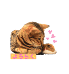 ベンガルキャットのロサ＆セラ♡（個別スタンプ：23）