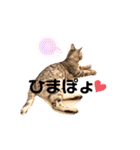ベンガルキャットのロサ＆セラ♡（個別スタンプ：33）