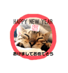 ベンガルキャットのロサ＆セラ♡（個別スタンプ：37）