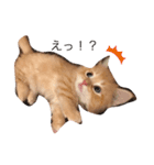 もありんの猫スタンプ（個別スタンプ：7）