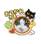 うちの⑤にゃんこ☆ねことも（個別スタンプ：4）