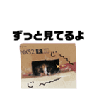 わがままギズモ（個別スタンプ：5）