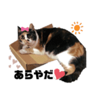 わがままギズモ（個別スタンプ：9）