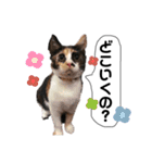わがままギズモ（個別スタンプ：11）