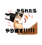 わがままギズモ（個別スタンプ：14）