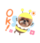 シーズーこうちゃんが行く（個別スタンプ：3）