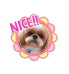 シーズーこうちゃんが行く（個別スタンプ：5）