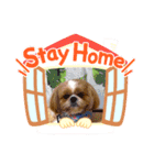 シーズーこうちゃんが行く（個別スタンプ：11）