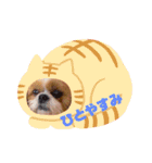 シーズーこうちゃんが行く（個別スタンプ：14）