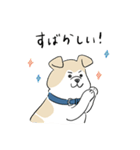 犬のジェットくん（個別スタンプ：29）