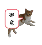 Rin,coco,momo2（個別スタンプ：5）