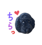 黒ミディプーの豆太くん①（個別スタンプ：1）