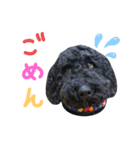 黒ミディプーの豆太くん①（個別スタンプ：2）