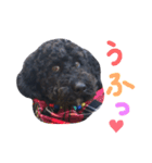 黒ミディプーの豆太くん①（個別スタンプ：3）