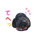 黒ミディプーの豆太くん①（個別スタンプ：4）