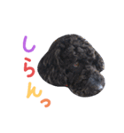 黒ミディプーの豆太くん①（個別スタンプ：6）