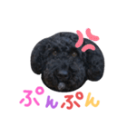 黒ミディプーの豆太くん①（個別スタンプ：8）