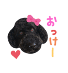黒ミディプーの豆太くん①（個別スタンプ：13）