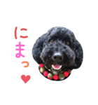 黒ミディプーの豆太くん①（個別スタンプ：15）