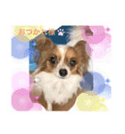 パピヨン ココアの日常言葉ᏊꈍꈊꈍᏊ（個別スタンプ：3）