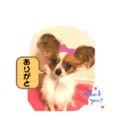 パピヨン ココアの日常言葉ᏊꈍꈊꈍᏊ（個別スタンプ：4）