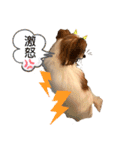 パピヨン ココアの日常言葉ᏊꈍꈊꈍᏊ（個別スタンプ：5）