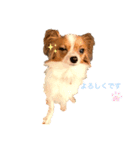 パピヨン ココアの日常言葉ᏊꈍꈊꈍᏊ（個別スタンプ：7）