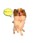 パピヨン ココアの日常言葉ᏊꈍꈊꈍᏊ（個別スタンプ：8）