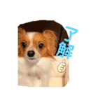パピヨン ココアの日常言葉ᏊꈍꈊꈍᏊ（個別スタンプ：11）