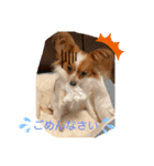 パピヨン ココアの日常言葉ᏊꈍꈊꈍᏊ（個別スタンプ：12）