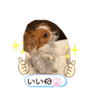 パピヨン ココアの日常言葉ᏊꈍꈊꈍᏊ（個別スタンプ：15）